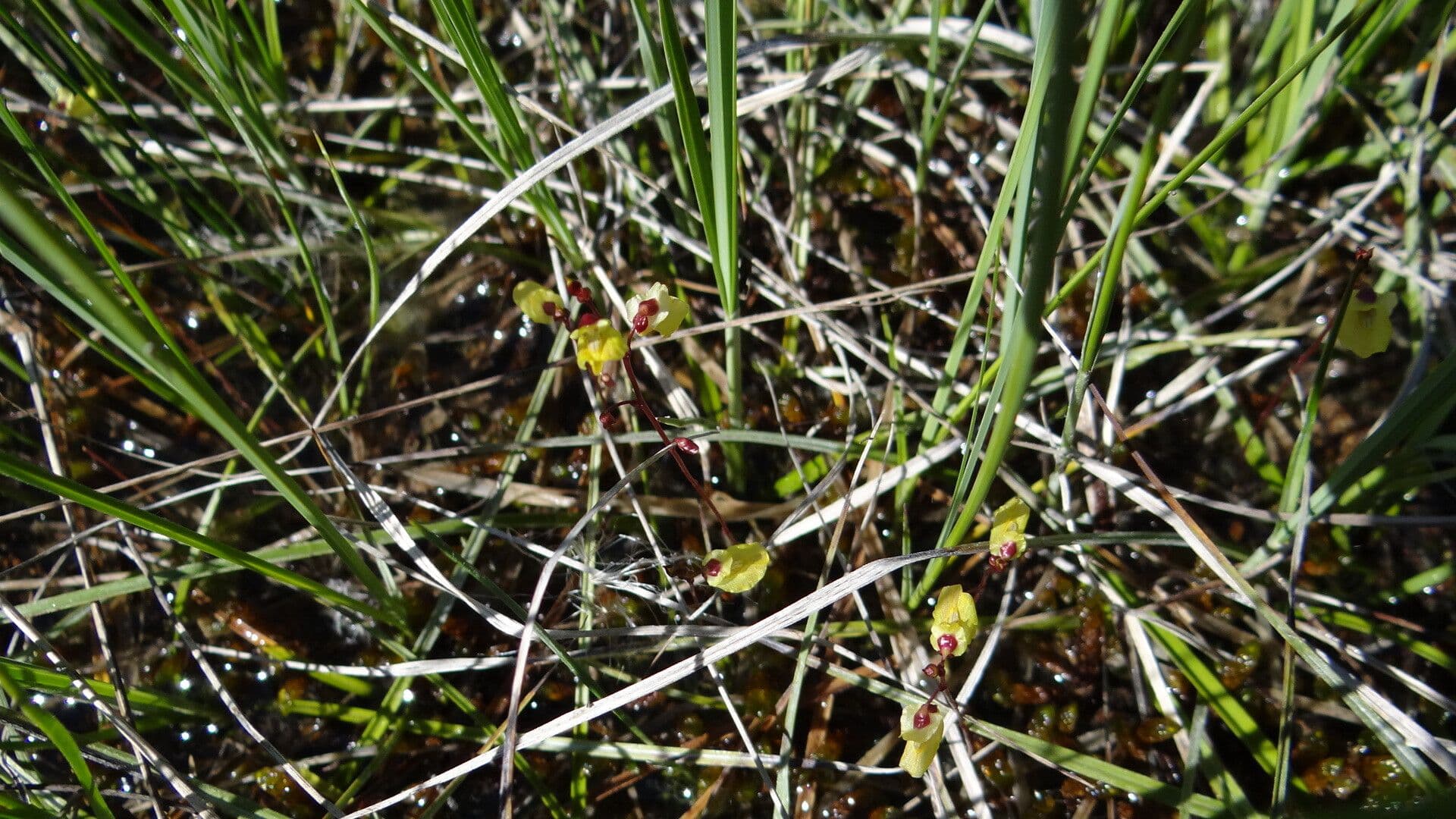 Utricularia minor