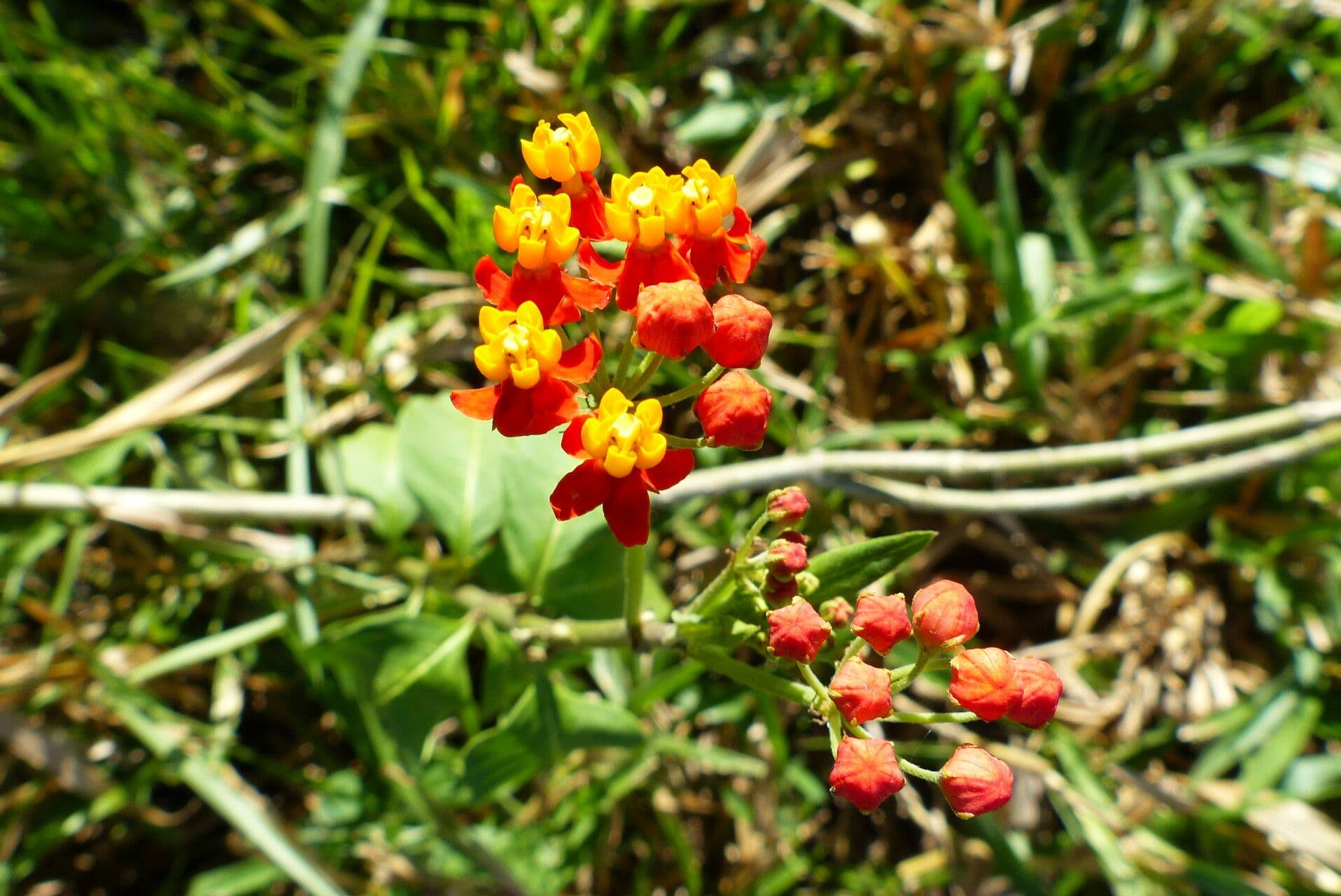 Asclepias curassavica