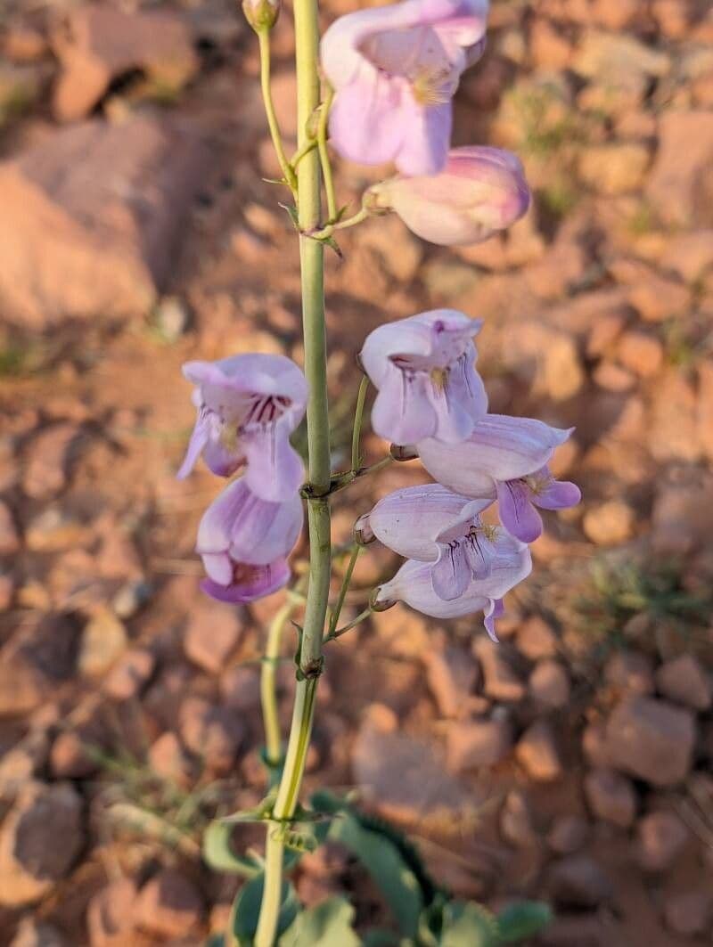 Penstemon palmeri
