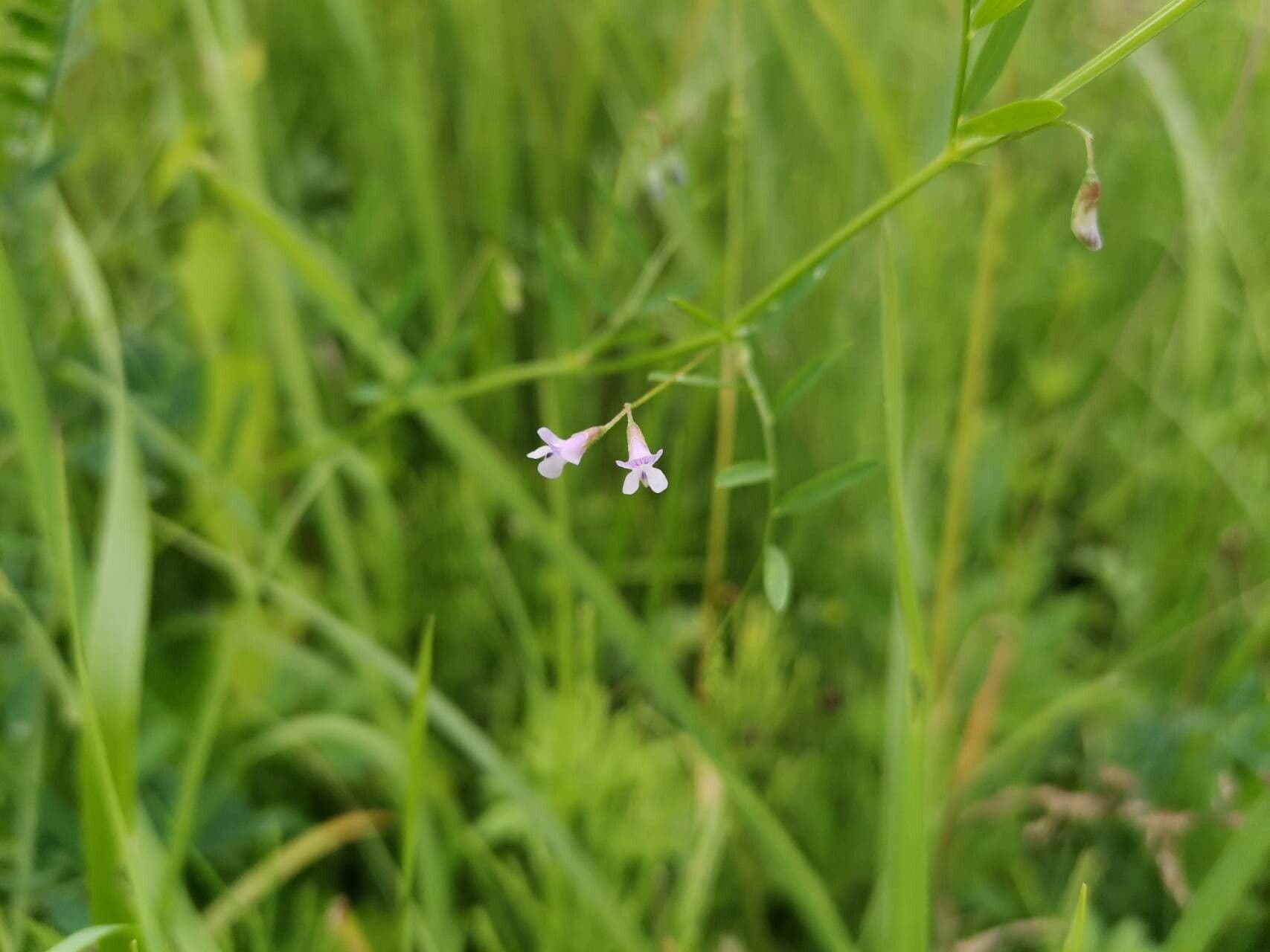 Vicia tetrasperma