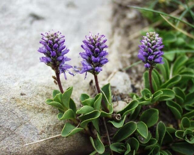 Veronica allionii