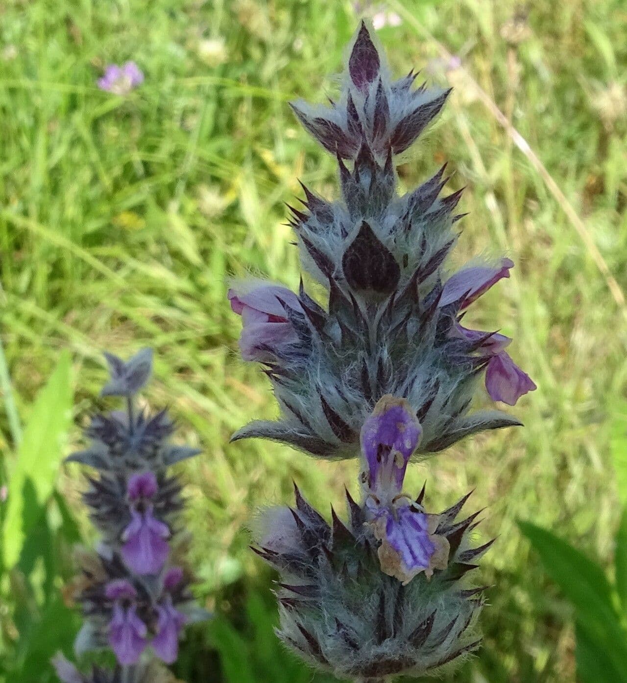 Stachys cretica