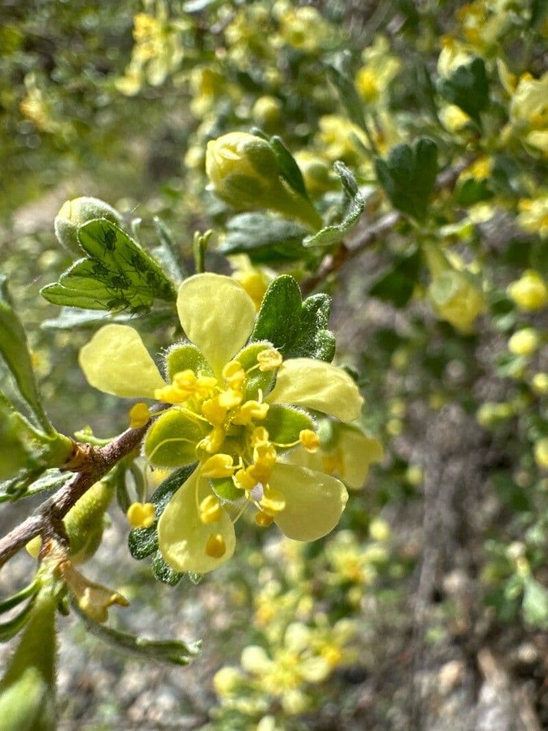 Purshia tridentata