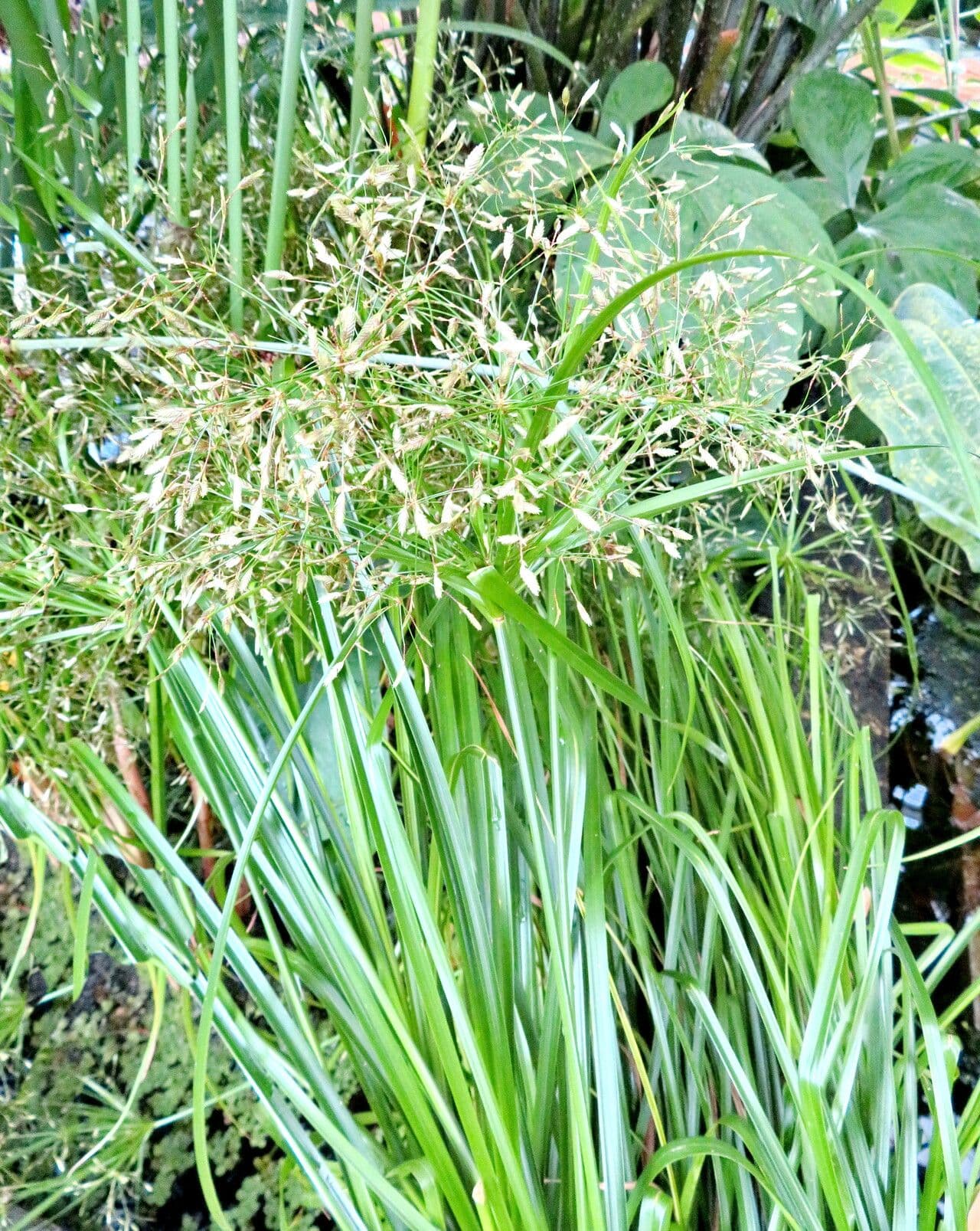 Cyperus alternifolius