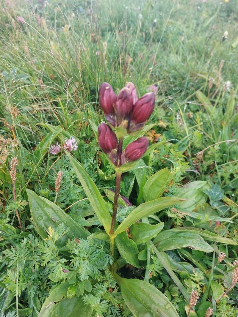 Gentiana purpurea