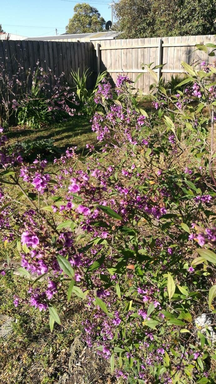 Prostanthera ovalifolia