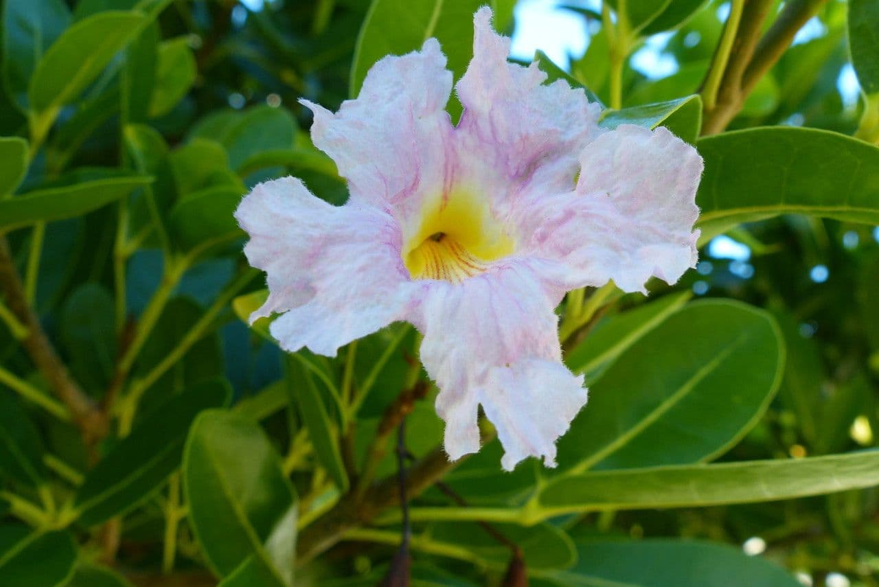 Tabebuia pallida