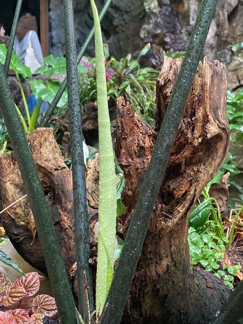 Alocasia zebrina