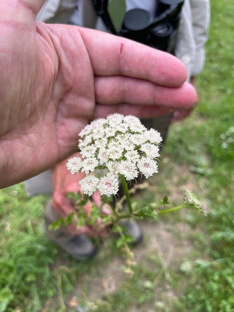 Oenanthe sarmentosa