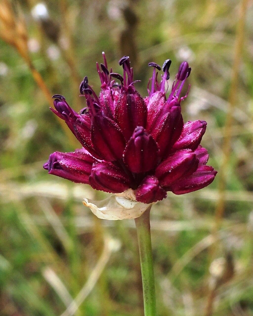 Allium sphaerocephalon