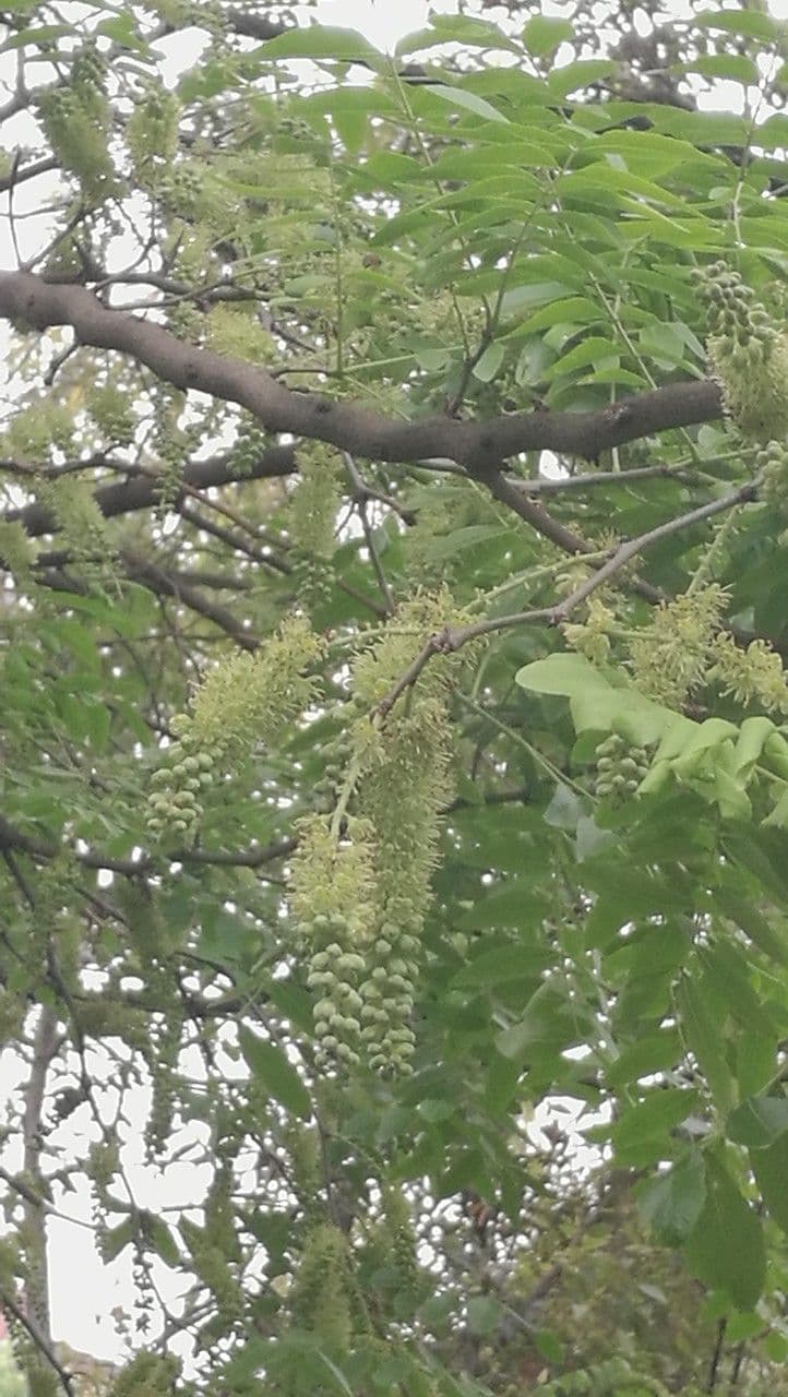 Gleditsia sinensis