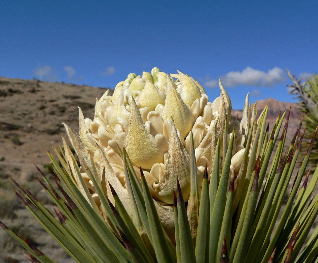 Yucca brevifolia