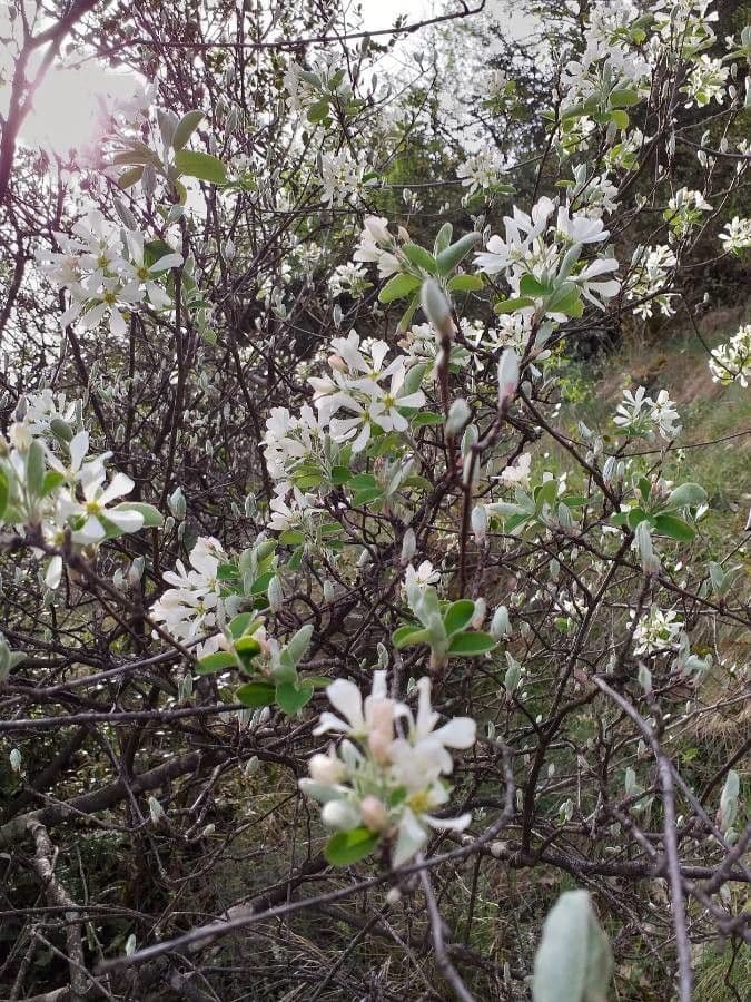 Amelanchier ovalis