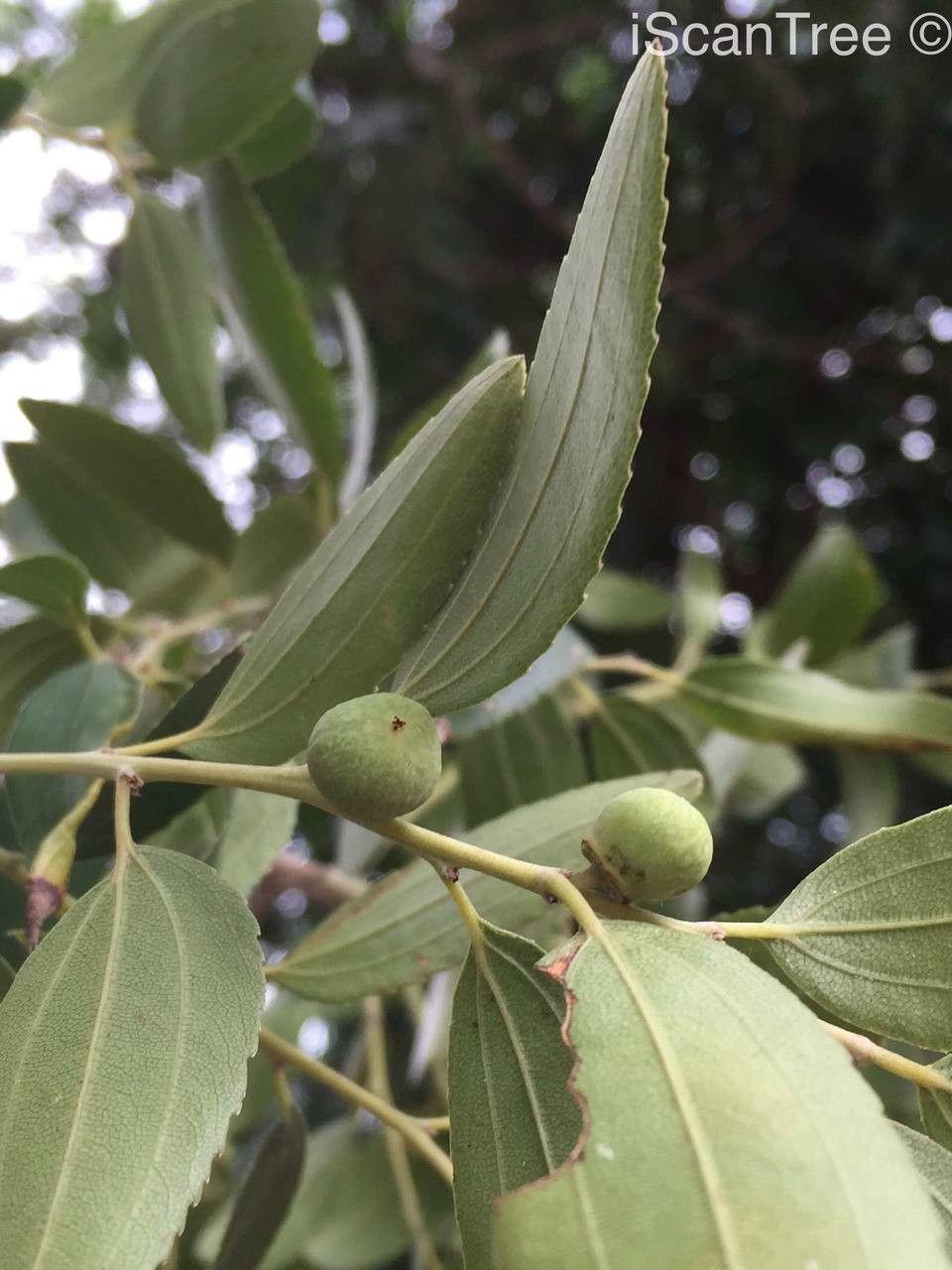 Ziziphus rivularis