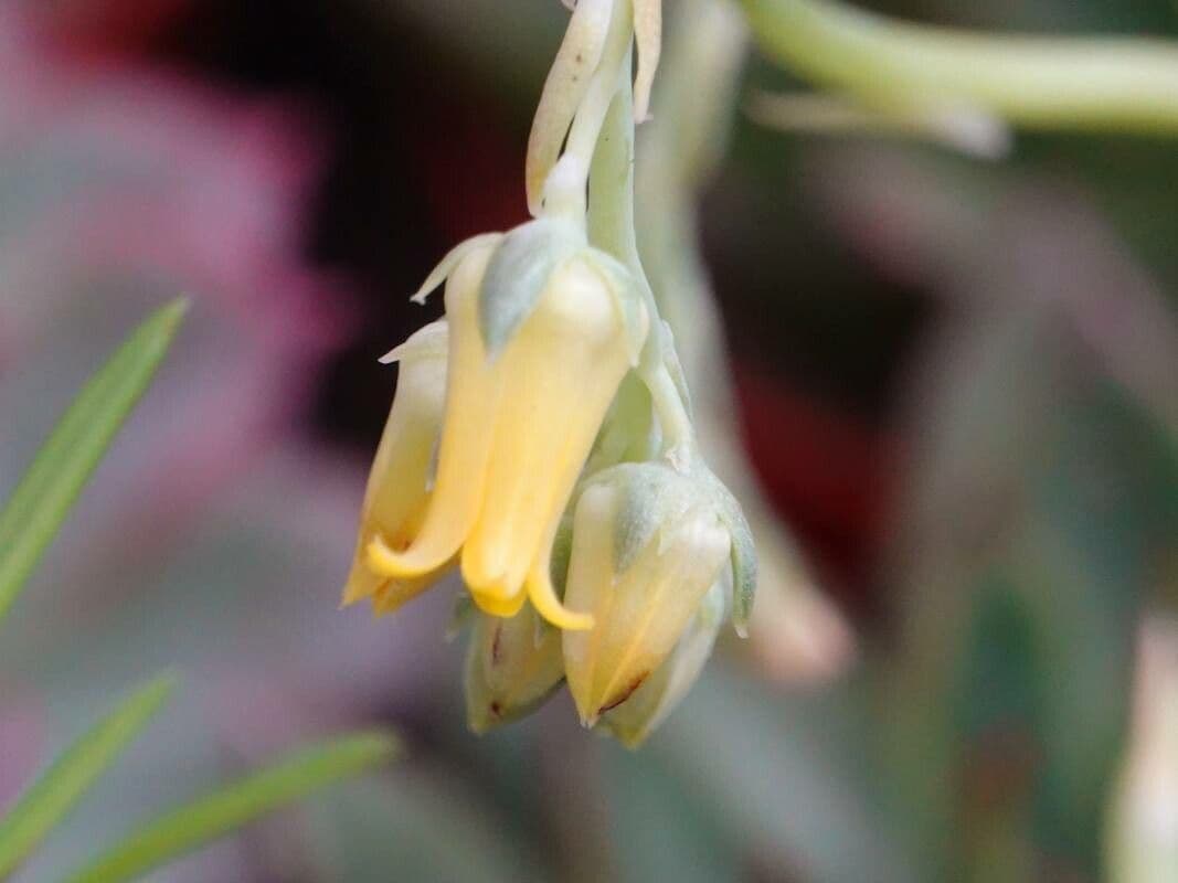 Echeveria pulidonis