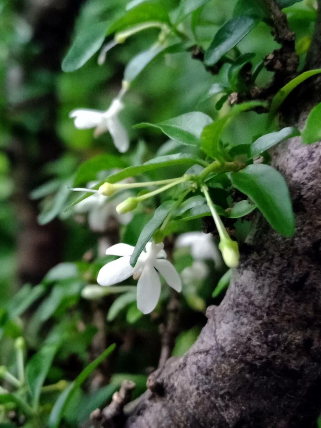 Wrightia religiosa