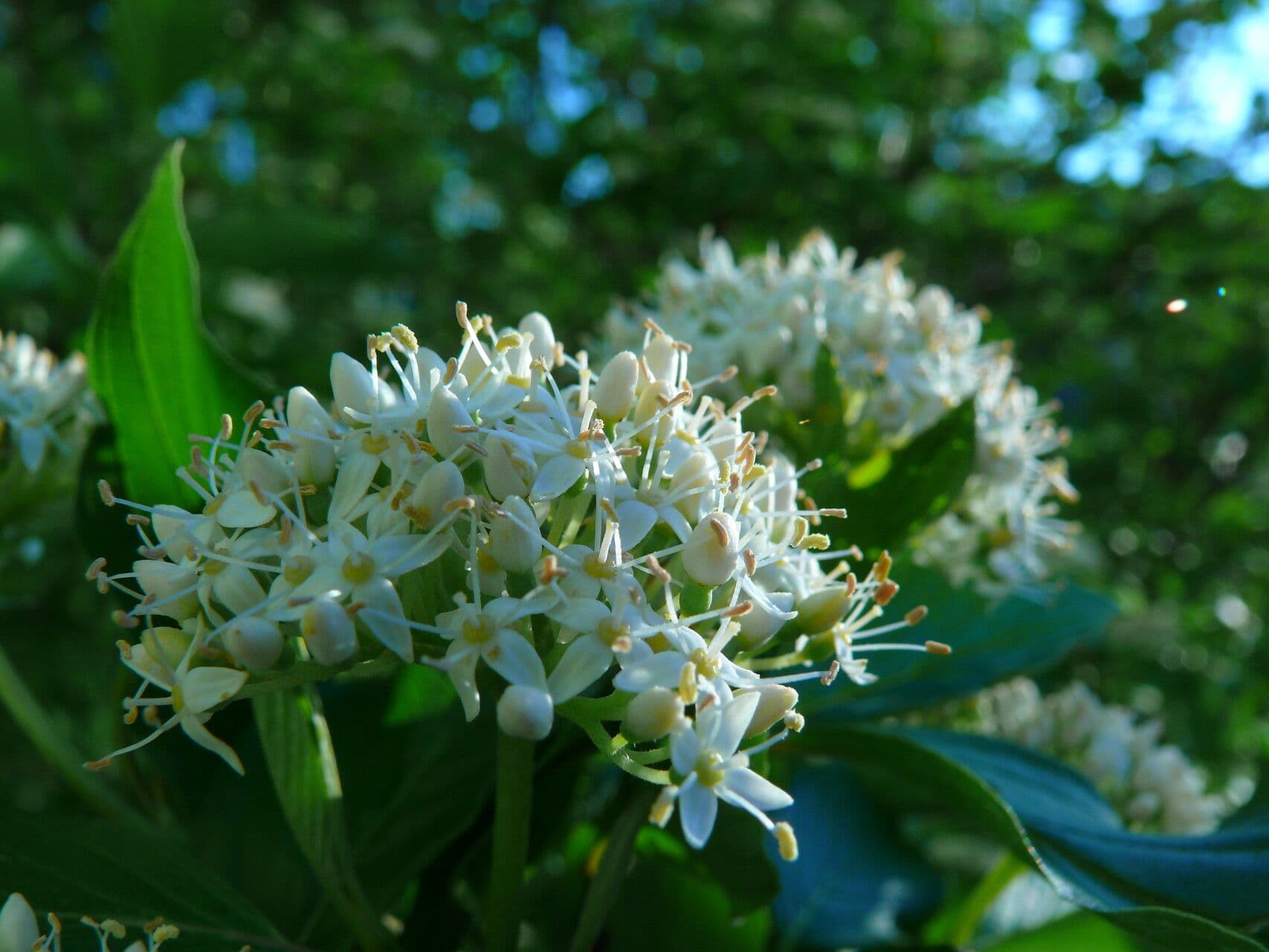 Cornus controversa