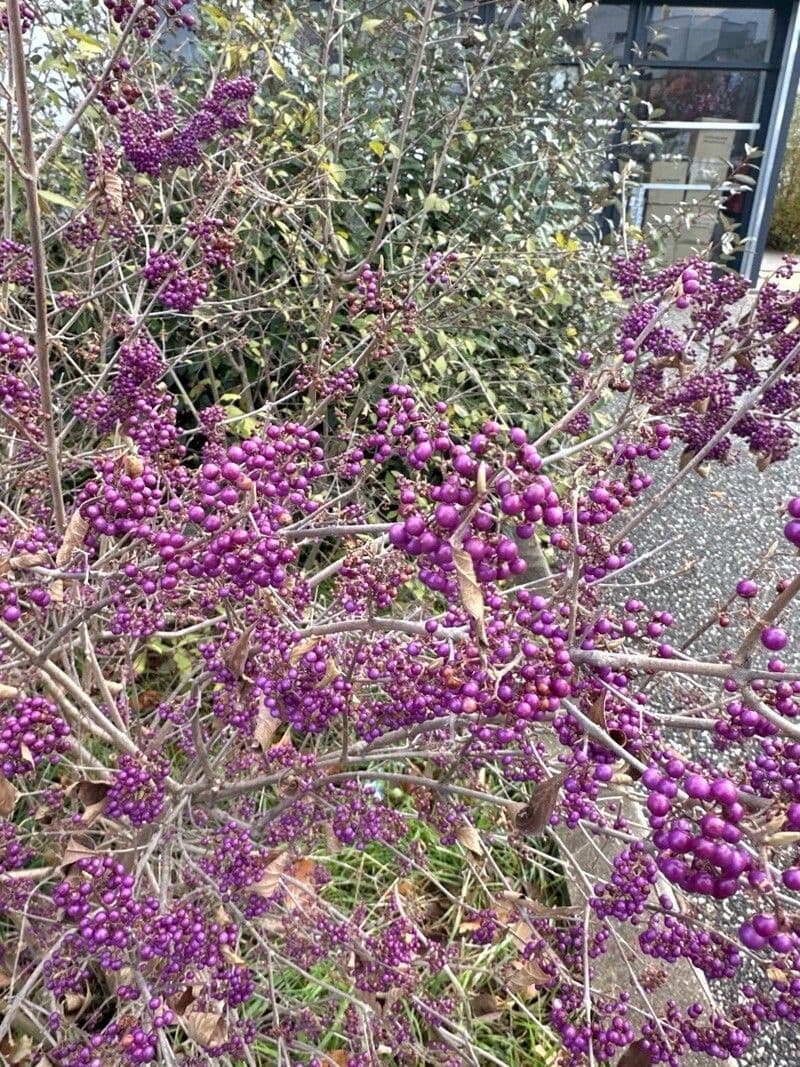 Callicarpa bodinieri
