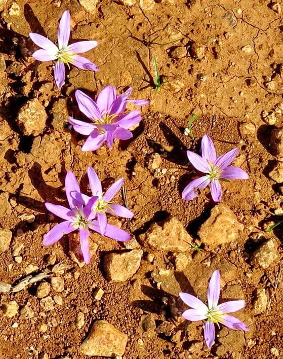 Colchicum filifolium