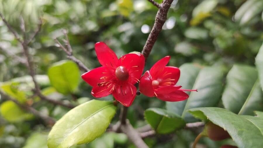 Ochna serrulata