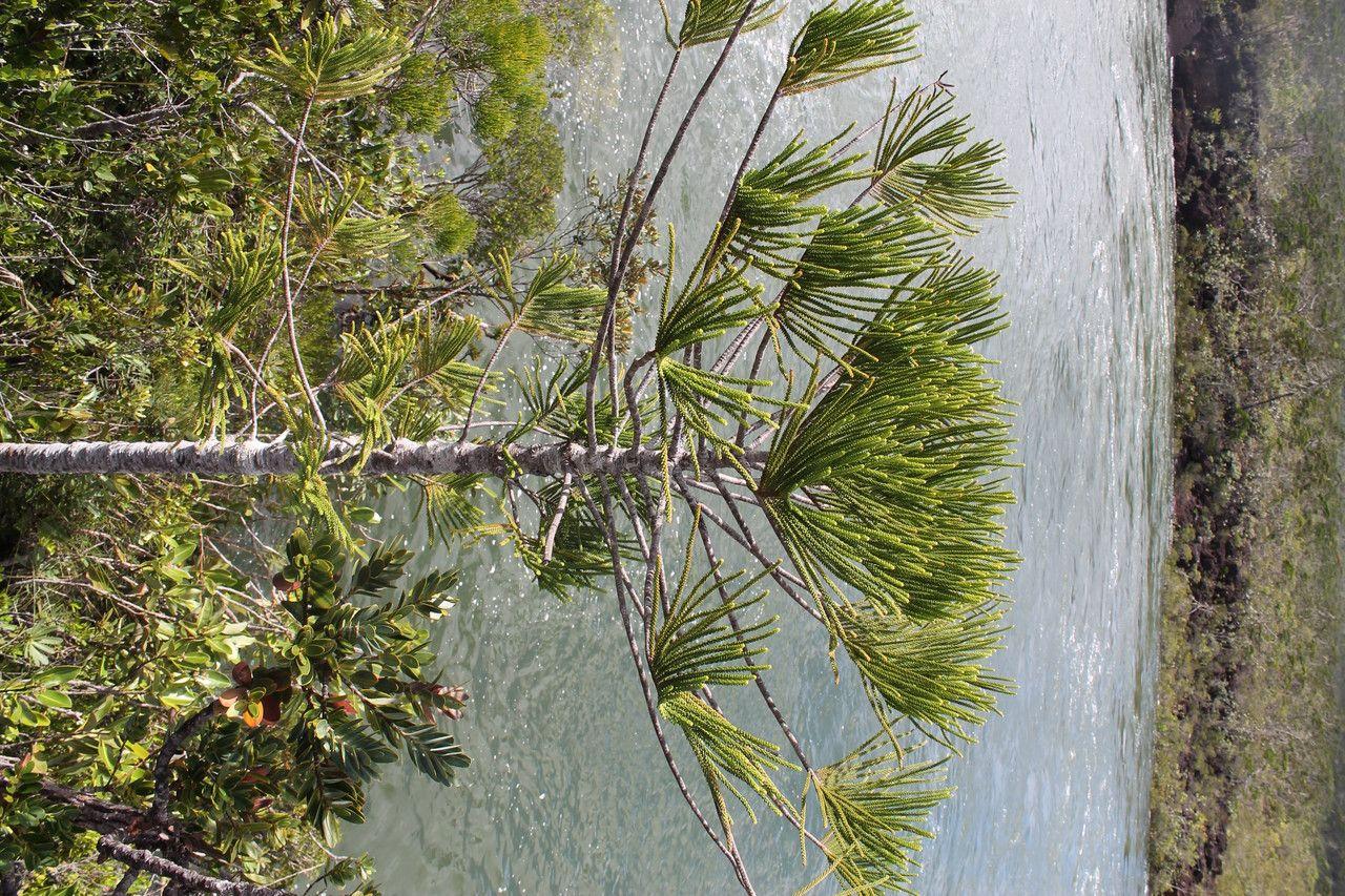 Araucaria bernieri