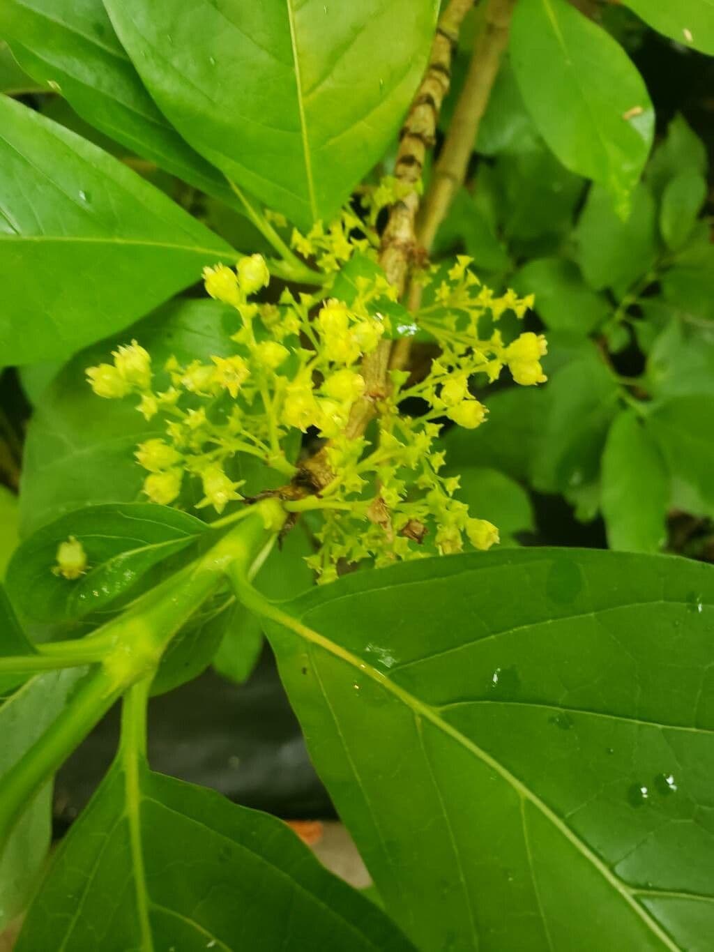 Vangueria madagascariensis