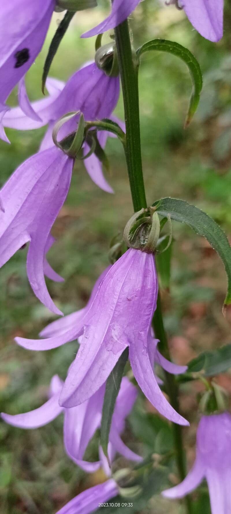 Campanula rapunculoides