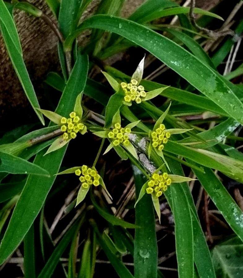 Bupleurum ranunculoides