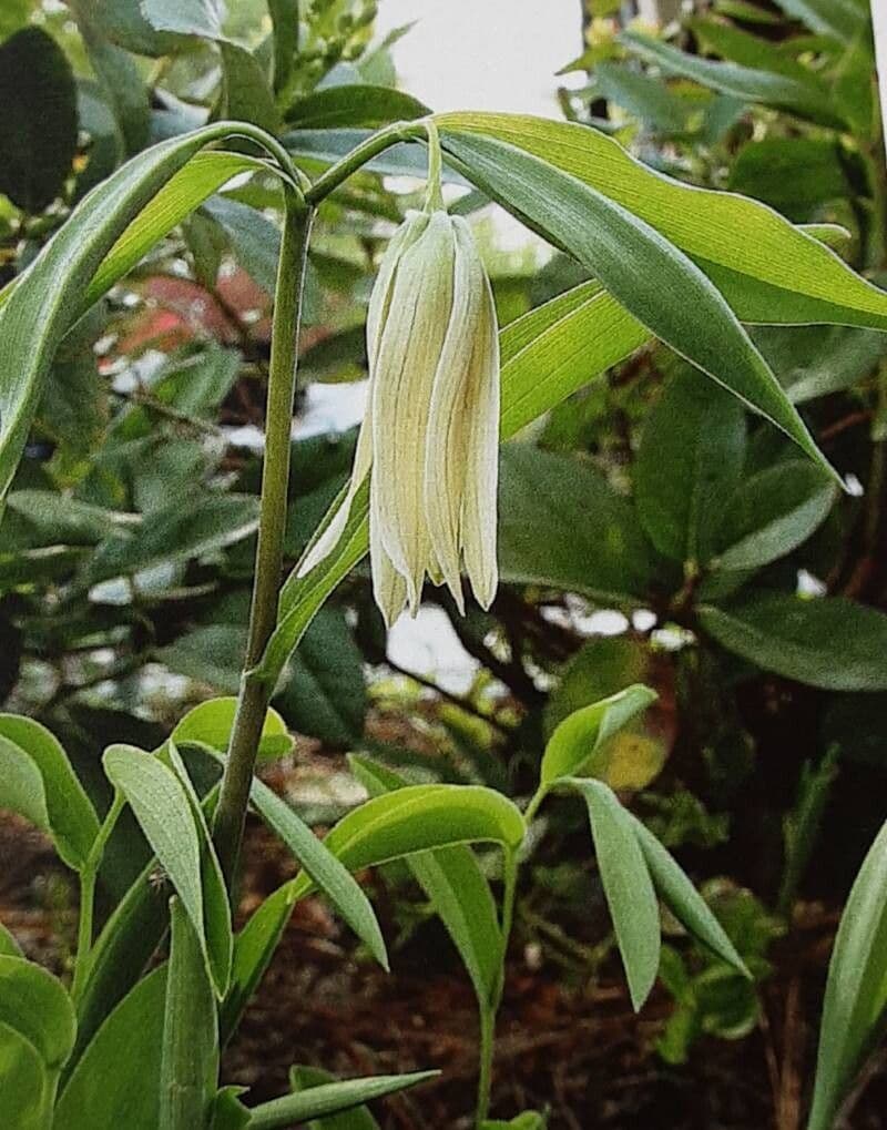 Uvularia sessilifolia