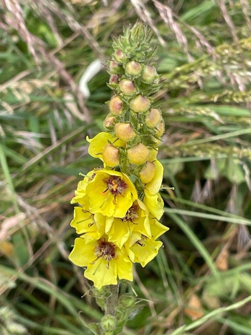 Verbascum virgatum