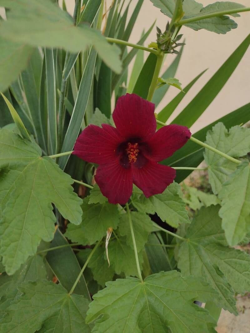 Hibiscus cannabinus