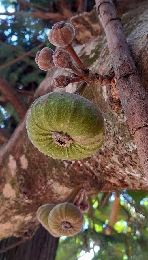 Ficus auriculata