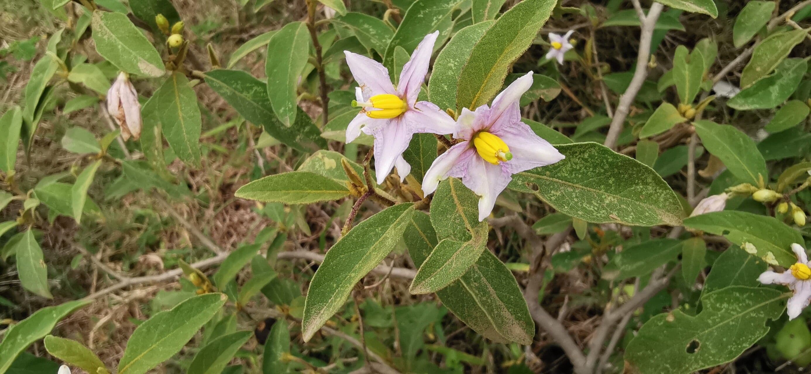 Solanum incanum