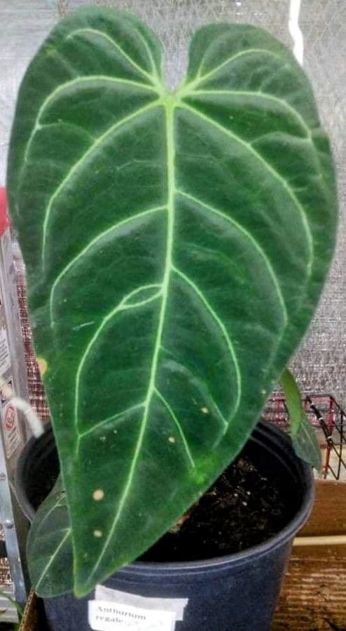 Anthurium magnificum