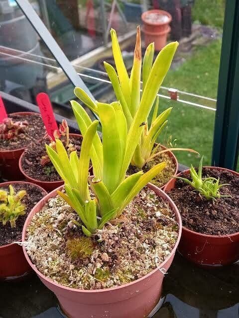 Brocchinia reducta