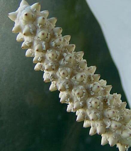 Spathiphyllum floribundum