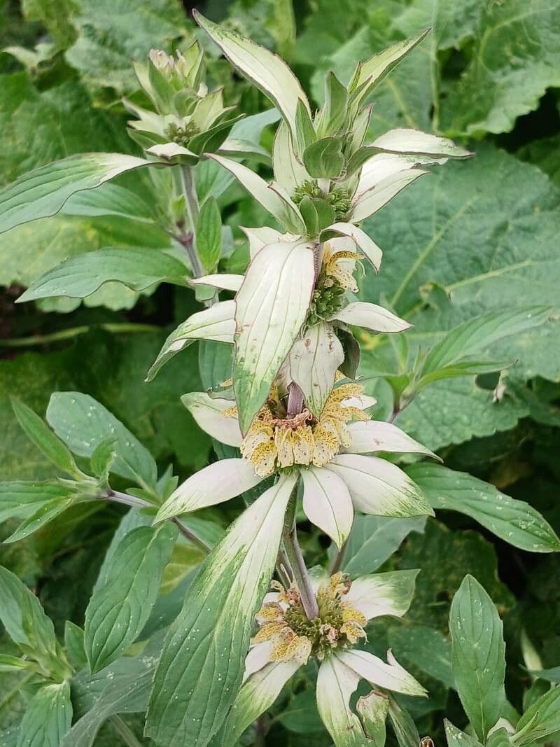 Monarda punctata