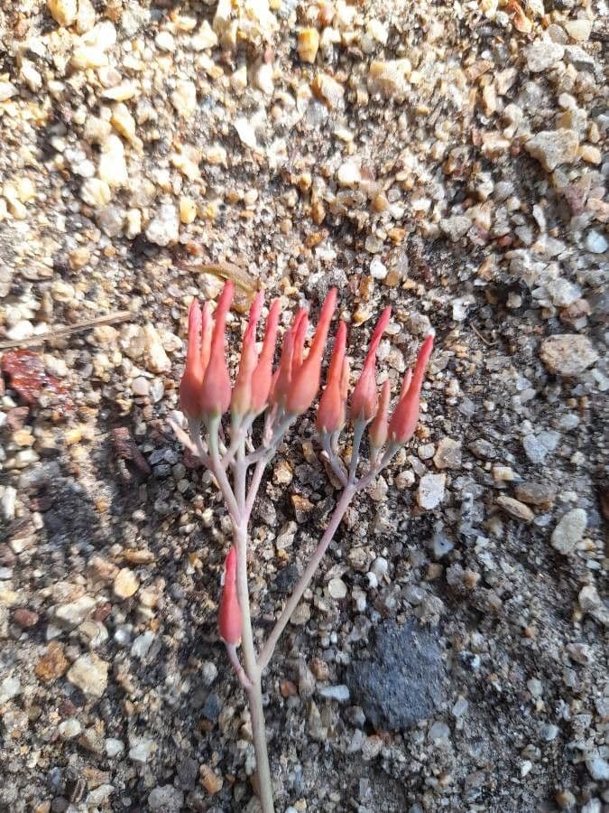 Kalanchoe rotundifolia