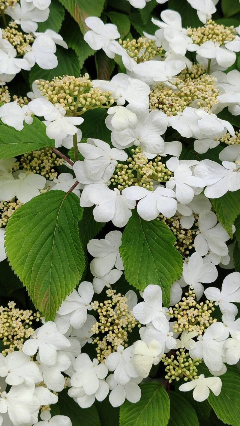 Viburnum plicatum