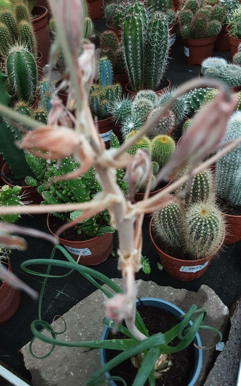 Albuca spiralis