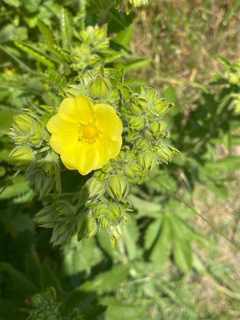 Potentilla recta