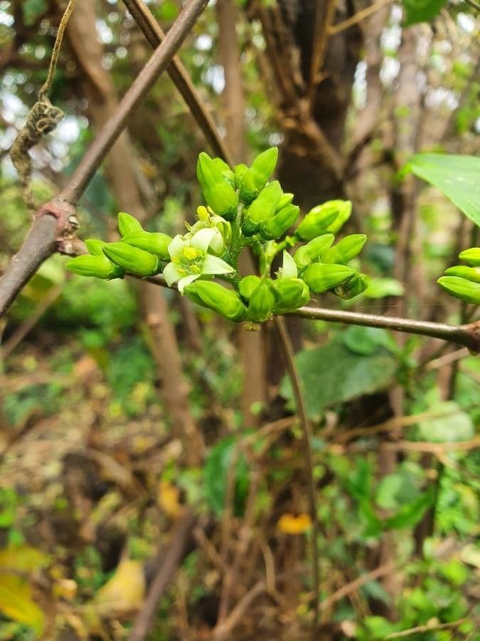 Vangueria madagascariensis