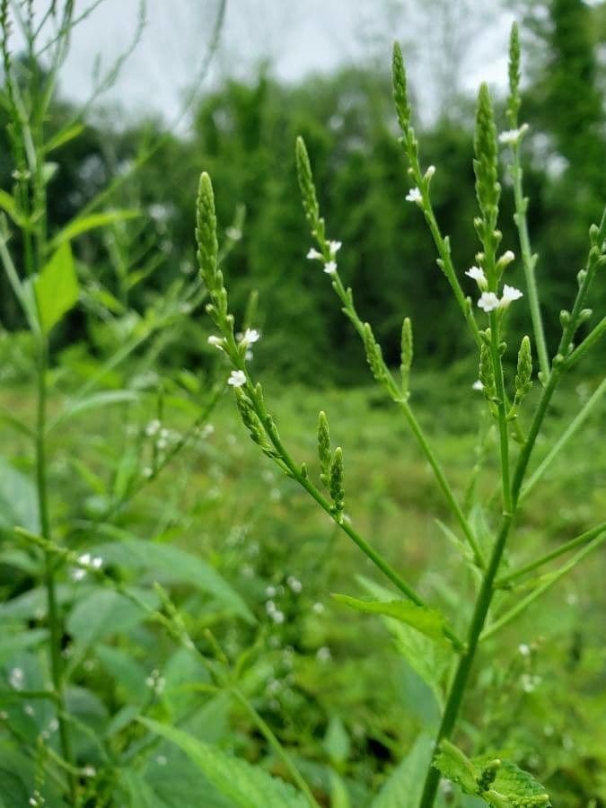 Verbena urticifolia