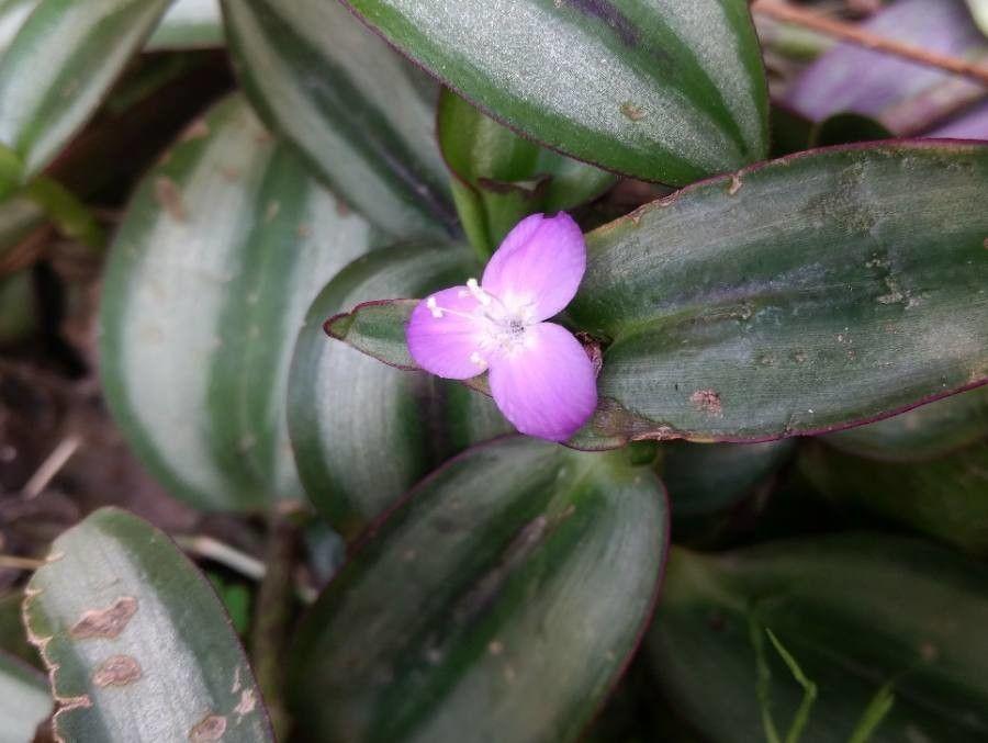 Tradescantia zebrina