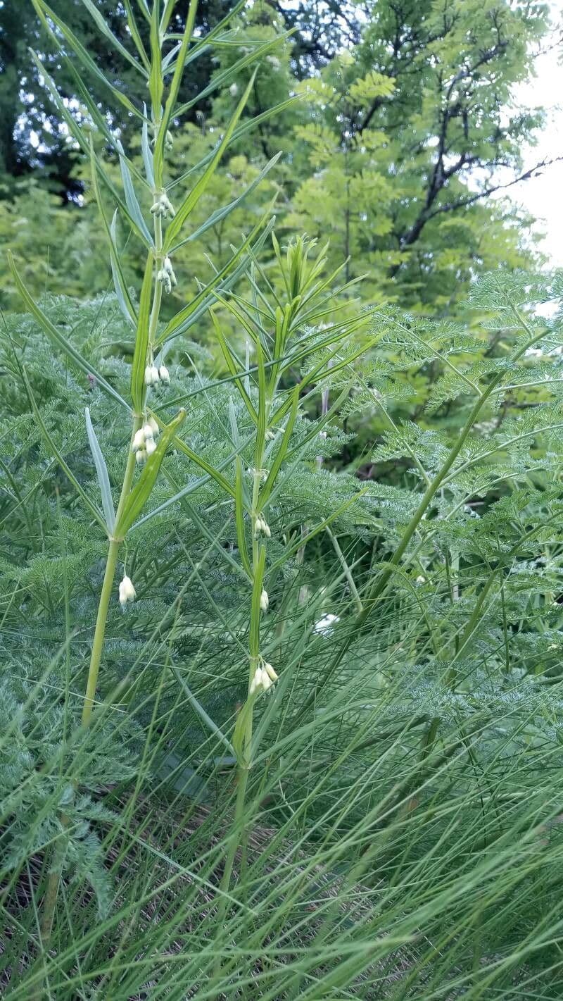 Polygonatum verticillatum