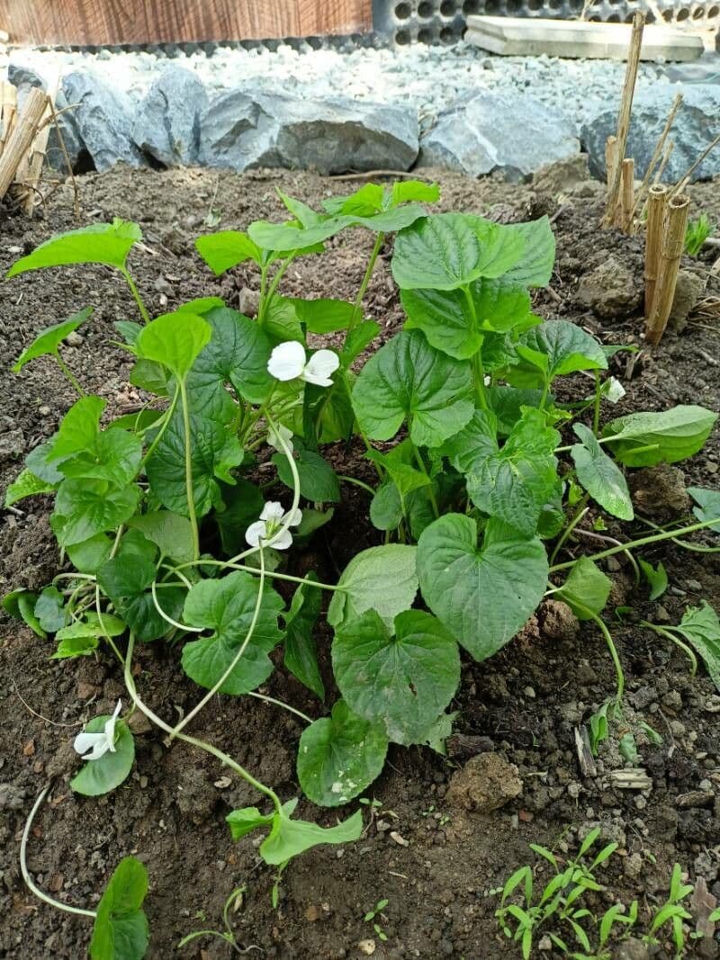 Viola striata