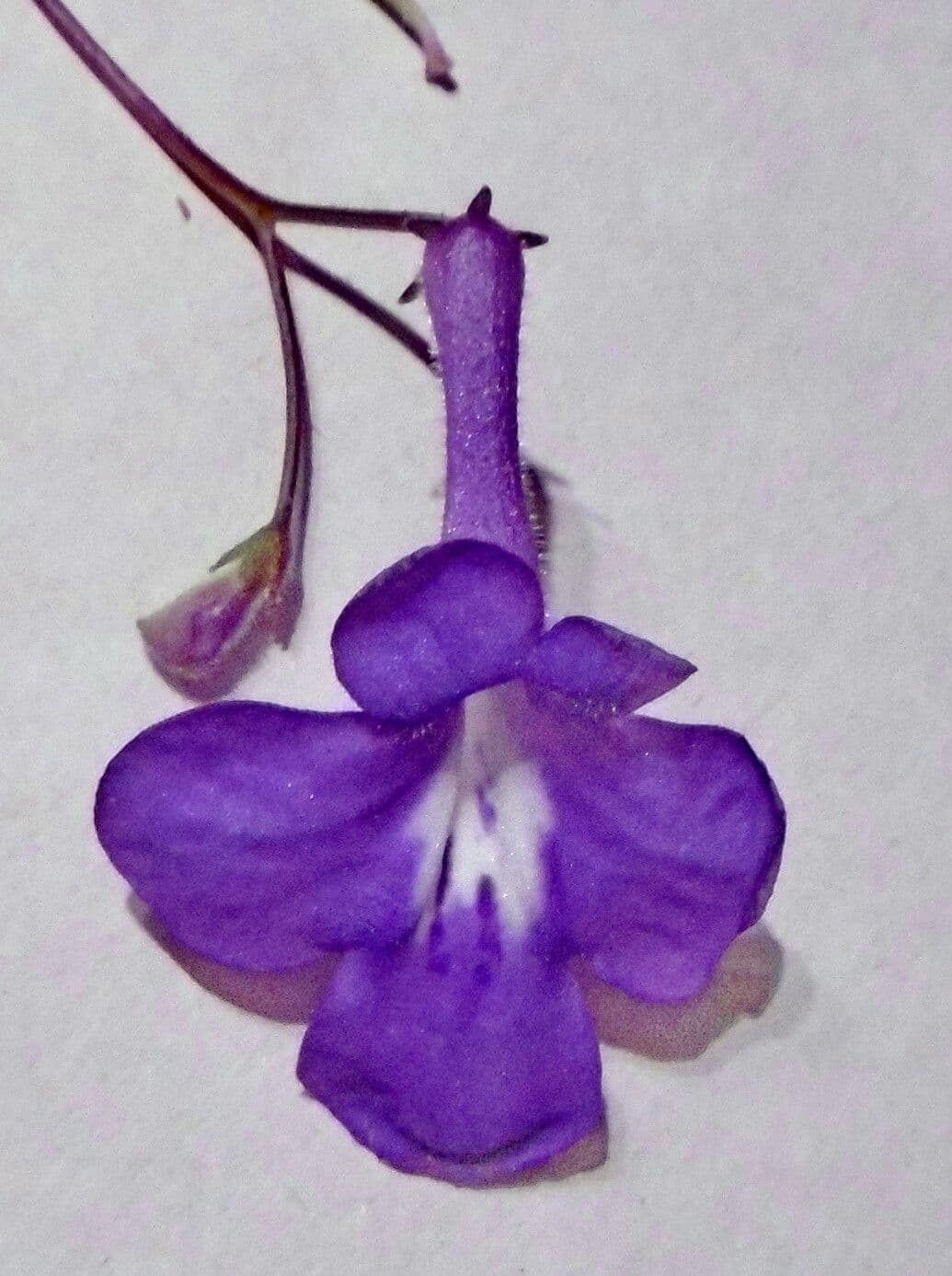 Streptocarpus saxorum