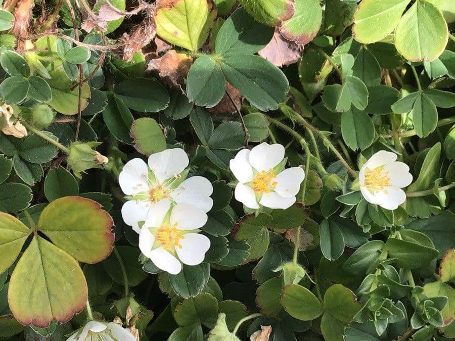 Potentilla montana