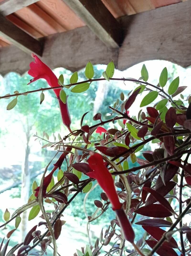 Columnea microphylla