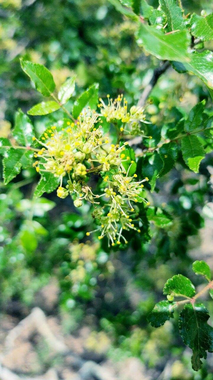 Zanthoxylum clava-herculis